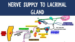 NERVE SUPPLY TO LACRIMAL GLAND  NEUROANATOMY [upl. by Gordie29]