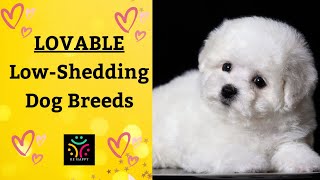 LOVABLE LowShedding Dog Breeds [upl. by Ayerf665]