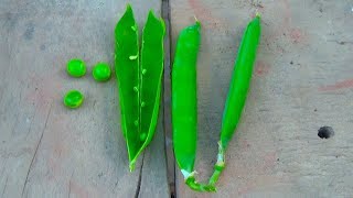 How to Grow Peas From Seeds  winter vegetable  Part2 Urduhindi [upl. by Ardnekal11]