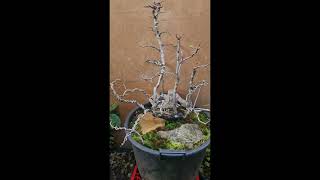 Flossform Bonsai 🌿 Carpinus Betulus Nach Blattschnitt und Drahten Erstgestaltung am 3August 2024 [upl. by Lledraw]