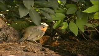 Seltene Tiere in Hessen Perlmuschel Eremit und Eisvogel [upl. by Dihaz]