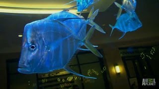 Westfield Mall Custom Aquarium  Tanked [upl. by Eltsyrk]