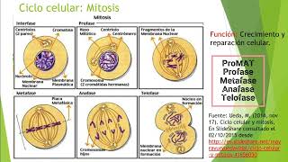 MITOSIS Y CITOCINESIS VEGETAL Y ANIMAL [upl. by Yole]