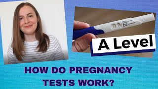 Pregnancy Test  A Level Biology [upl. by Ylicic]