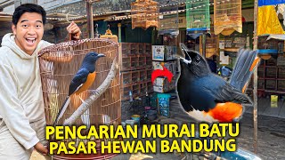 PENCARIAN BURUNG MURAI BATU DI PASAR HEWAN SUKAHAJI BANDUNG TERNYATA ADA LAPAK KAYA BEGINI [upl. by Sandstrom978]