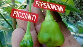 peperoncino piccante Bishop Crown pianta fatta da semerisultato finale [upl. by Drolyag]