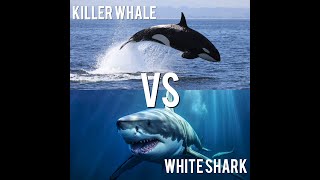 Killer Whale vs Great White Shark Epic Showdown in numbers [upl. by Shedd501]