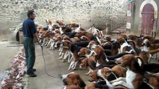 Crazy feeding frenzy with the hounds at Chateau Cheverny [upl. by Anivla]