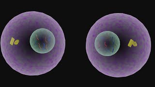 Mitosis phases of mitosis cell division 3d animation cell cyclescienceanimation9618 [upl. by Selij]