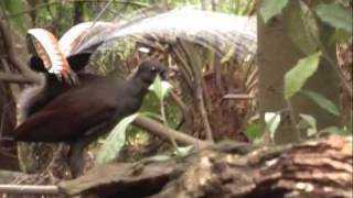 Lyrebird mimicking a kookaburra [upl. by White661]