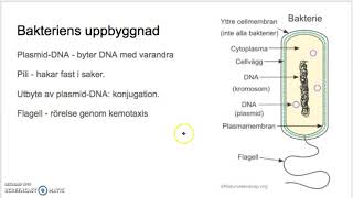 1 Smått och gott Bakterier och virus [upl. by Moreland861]