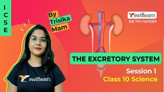 Human Excretory System  Life Process  Class 10 Biology [upl. by Trautman]