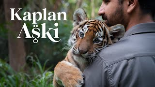 Sultan of Bosphorus  Kaplan aşkı 🐯 Eye of the Tiger Turkish Pop Music [upl. by Ettenahs]