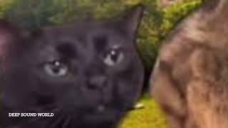 Black Cat Zoning Out Meme Sound Effect [upl. by Niotna]