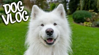 Day in the life of a Samoyed [upl. by Jo-Ann]