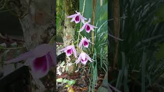 Beautiful Vesak orchid Dendrobium maccarthiae [upl. by Zwart808]