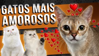 10 RAÇAS DE GATOS COM O NARIZ ACHATADO🐱 Qual é a sua favorita [upl. by Carrick278]