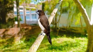 White Rumped Muniaটুনি চৰাই।। [upl. by Neerroc]