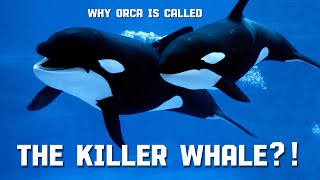 Why the Orca is Called the Killer Whale 4K Relaxation Film [upl. by Rentsch]