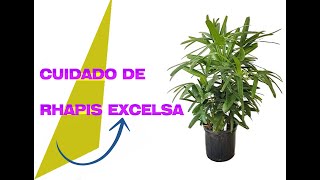 CUIDADOS DE LA RHAPIS EXCELSA [upl. by Hanala]