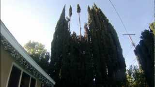 Trimming Italian Cypress Trees [upl. by Ayrolg]