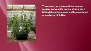 Nutriculture Amazon sistema aeroponico Istruzioni da wwwidroponicait GROW SHOP [upl. by Haile]