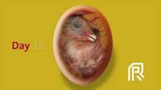 Embryonic development of the chicken [upl. by Yrrehs]