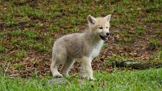 Arctic Wolf Puppies Go Exploring For The First Time [upl. by Kcajyllib709]