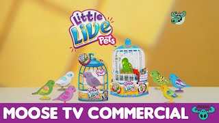 Little Live Pets Bird S1 [upl. by Goat]