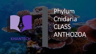 Class Anthozoa  Classification of Phylum Cnidaria [upl. by Ahserak]