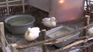 こども動物園 北海道釧路市動物園 Children Area in Kushiro Zoo Hokkaido [upl. by Boyce88]