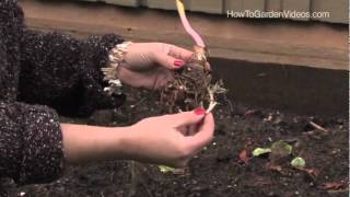 How to plant Calla Lily Aethiopica Zantedeschia [upl. by Nomrej]