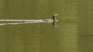 Little Black Cormorants hunting at Gold Creek Reservoir [upl. by Goddart]