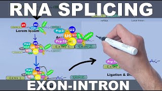 RNA Splicing Mechanism [upl. by Ernest]