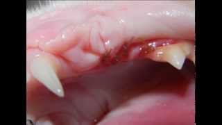 Feline Tooth Resorption [upl. by Franciscka459]