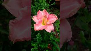 Lady Rose Daylily in Shillong Garden Shillong Plants  daylily syntiew flower garden nature [upl. by Sirahs]