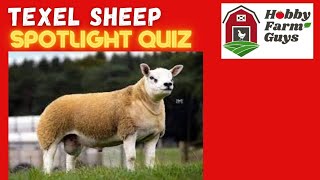 Texel Sheep Spotlight Quiz [upl. by Ecerahc338]