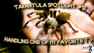 Tarantula Spotlight Ep 12  Handling One of My Favorite Ts  Aphonopelma chalcodes [upl. by Iznyl36]