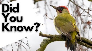 Things you need to know about GREEN WOODPECKERS [upl. by Hermine]