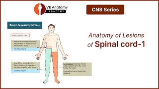 Anatomy of Lesions of spinal cordPart 1 [upl. by Ahseket468]