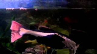 14 inch Red Tail Catfish quotGulpquot Eating Pellets [upl. by Ghiselin]