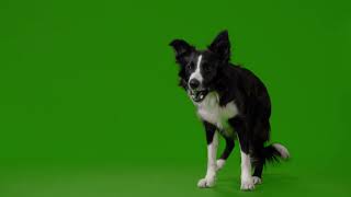 Dog Green Screen Video  Green Screen Animation [upl. by Annig185]