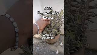 Goba Emyoyo Emibi Ewaka Eddagala Lirino [upl. by Gerri]