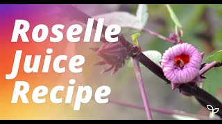 Roselle Juice Recipe amp Jam From Fresh RoselleHibiscus Flowers [upl. by Toscano]