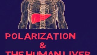 Research den An analysis of liver polarization [upl. by Gorges]