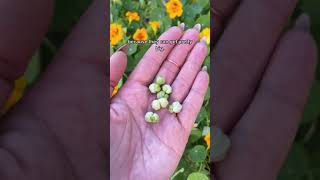 How to Grow Nasturtium from Seed [upl. by Badger]