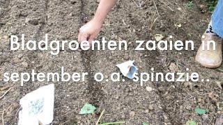 Inis Moestuin 203September nog bladgroenten en groenbemesters zaaien amp nut van bloemen in de tuin [upl. by Ahsiekin]