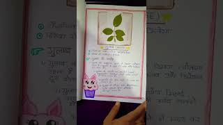 How to make Herbarium Project File DElEd F10 Assignment 🌿 trending youtubeshorts viralvideo [upl. by Ylra]