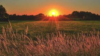 SONIDO DEL AMANECER EN EL CAMPO  CANTO DE LAS AVES  SONIDOS DE LA NATURALEZA  RELAX HD 1 HORA [upl. by Dowlen61]