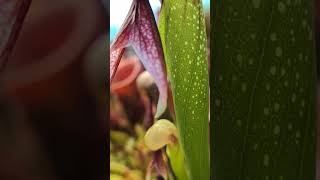 Darlingtonia californica  the quotCobra Lilyquot a plant of great mystery carnivorousplants [upl. by Oakie553]